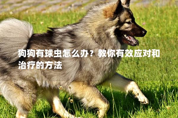 狗狗有球虫怎么办？教你有效应对和治疗的方法