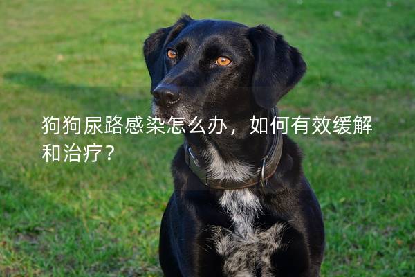 狗狗尿路感染怎么办，如何有效缓解和治疗？