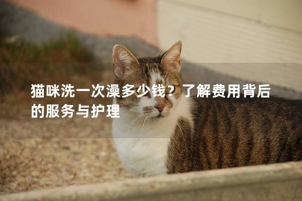 猫咪洗一次澡多少钱？了解费用背后的服务与护理