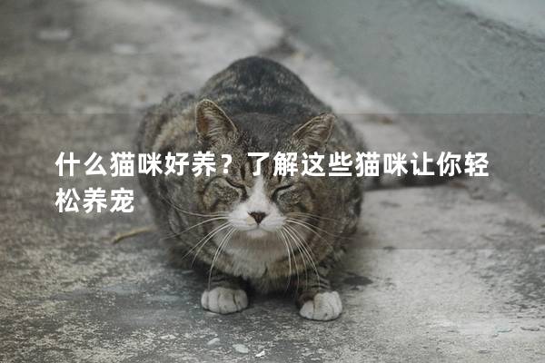 什么猫咪好养？了解这些猫咪让你轻松养宠
