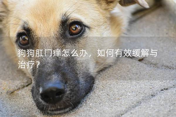 狗狗肛门痒怎么办，如何有效缓解与治疗？