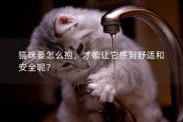 猫咪要怎么抱，才能让它感到舒适和安全呢？