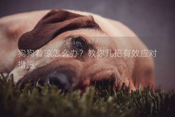 狗狗着凉怎么办？教你几招有效应对措施