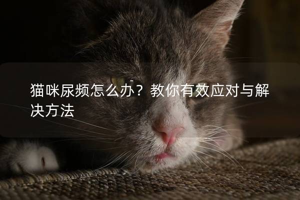 猫咪尿频怎么办？教你有效应对与解决方法