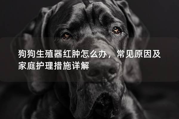 狗狗生殖器红肿怎么办，常见原因及家庭护理措施详解