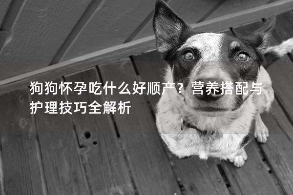 狗狗怀孕吃什么好顺产？营养搭配与护理技巧全解析