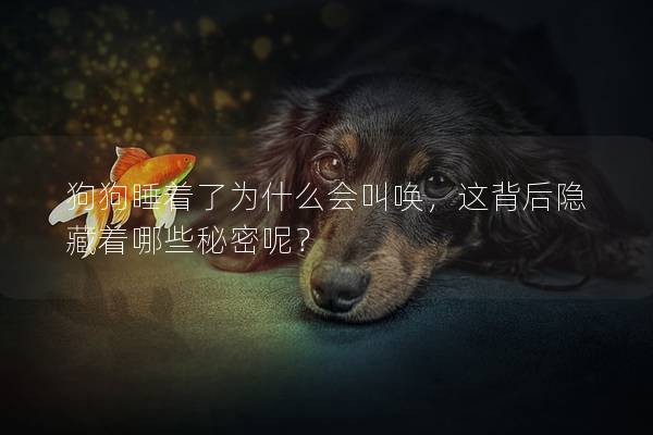 狗狗睡着了为什么会叫唤，这背后隐藏着哪些秘密呢？