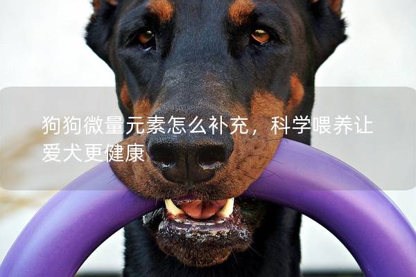 狗狗微量元素怎么补充，科学喂养让爱犬更健康