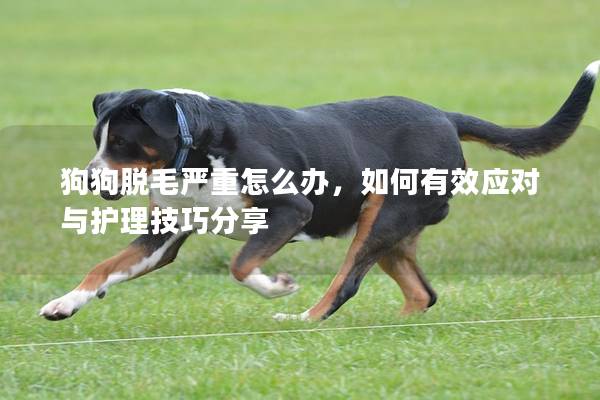 狗狗脱毛严重怎么办，如何有效应对与护理技巧分享