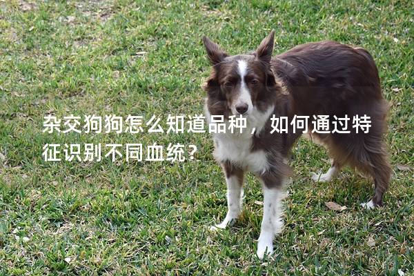 杂交狗狗怎么知道品种，如何通过特征识别不同血统？