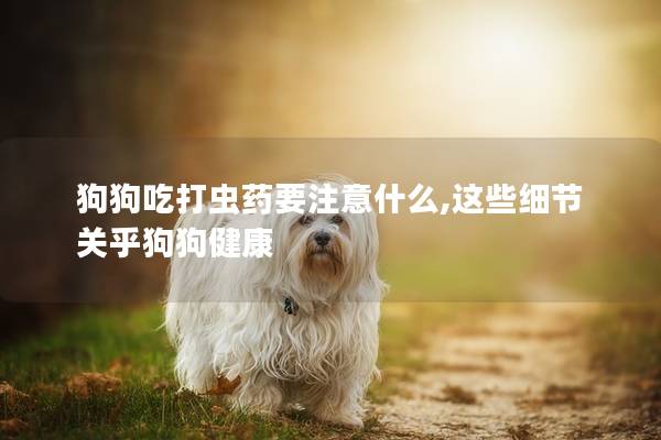 狗狗吃打虫药要注意什么,这些细节关乎狗狗健康