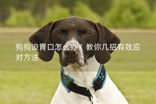 狗狗没胃口怎么办？教你几招有效应对方法