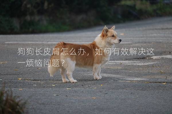 狗狗长皮屑怎么办，如何有效解决这一烦恼问题？