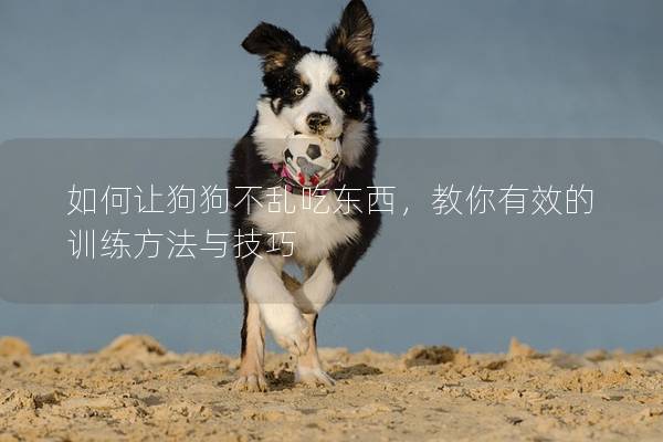 如何让狗狗不乱吃东西，教你有效的训练方法与技巧