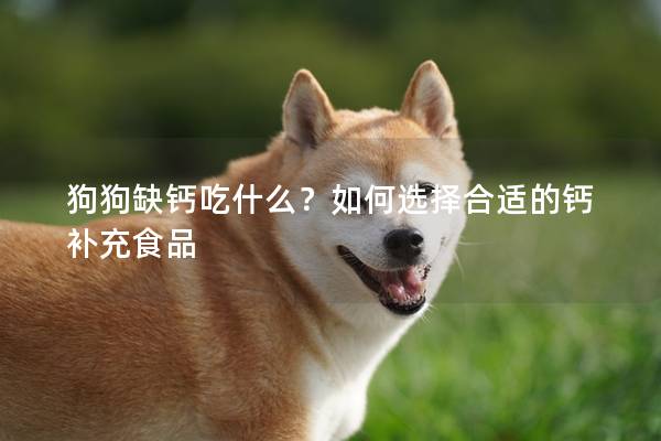 狗狗缺钙吃什么？如何选择合适的钙补充食品