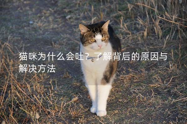 猫咪为什么会吐？了解背后的原因与解决方法