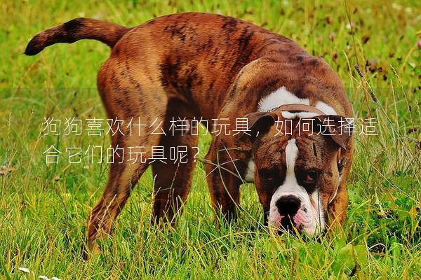 狗狗喜欢什么样的玩具，如何选择适合它们的玩具呢？