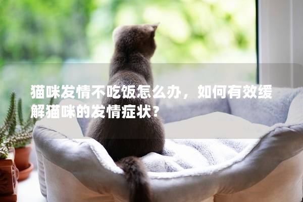 猫咪发情不吃饭怎么办，如何有效缓解猫咪的发情症状？