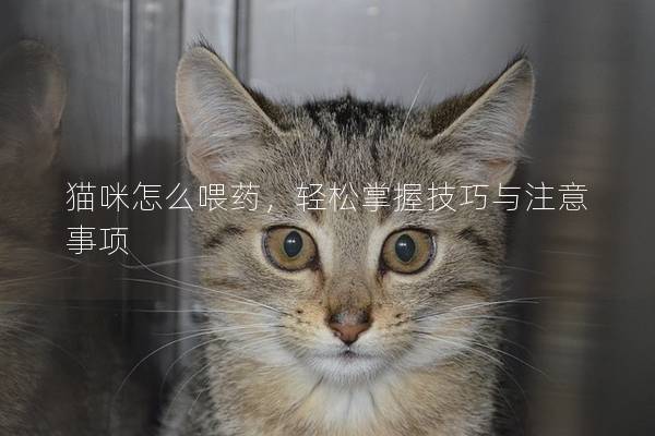 猫咪怎么喂药，轻松掌握技巧与注意事项