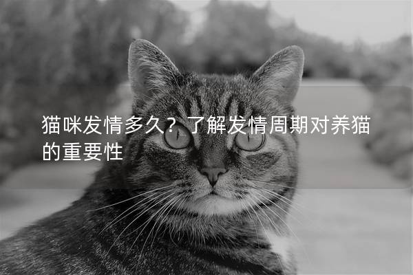 猫咪发情多久？了解发情周期对养猫的重要性