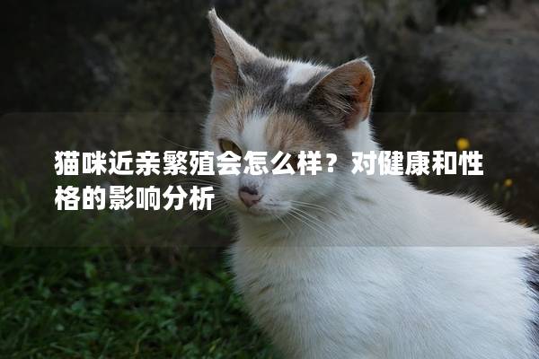 猫咪近亲繁殖会怎么样？对健康和性格的影响分析