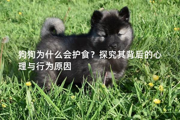 狗狗为什么会护食？探究其背后的心理与行为原因
