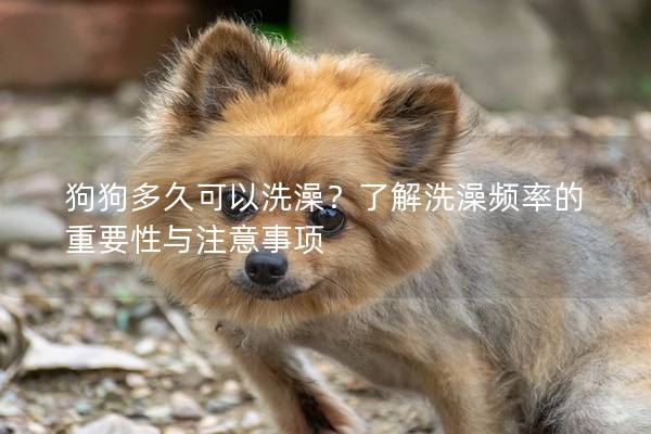 狗狗多久可以洗澡？了解洗澡频率的重要性与注意事项