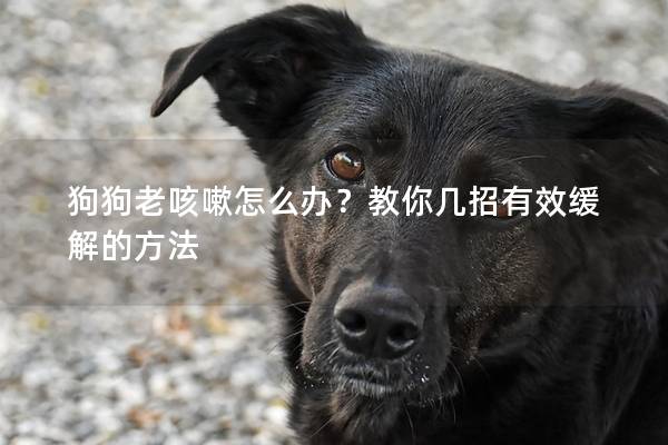 狗狗老咳嗽怎么办？教你几招有效缓解的方法