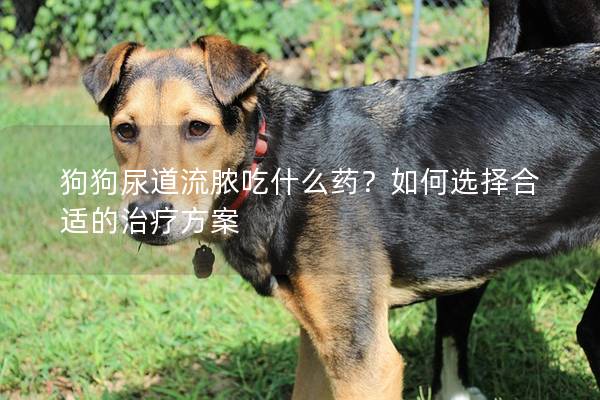 狗狗尿道流脓吃什么药？如何选择合适的治疗方案