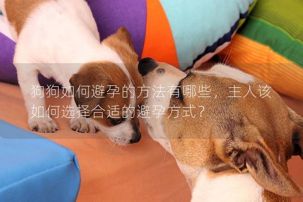 狗狗如何避孕的方法有哪些，主人该如何选择合适的避孕方式？