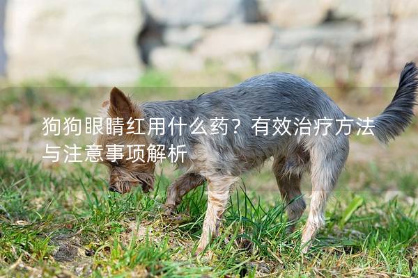 狗狗眼睛红用什么药？有效治疗方法与注意事项解析