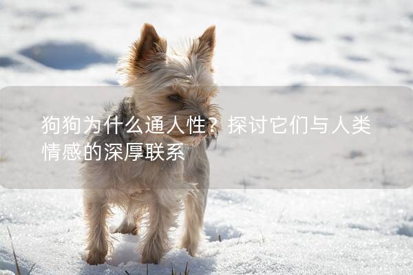 狗狗为什么通人性？探讨它们与人类情感的深厚联系