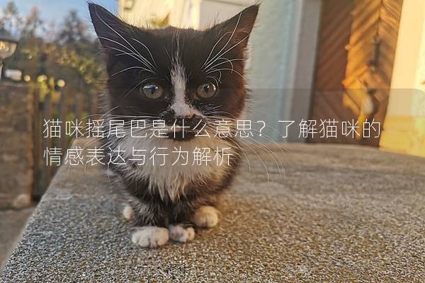 猫咪摇尾巴是什么意思？了解猫咪的情感表达与行为解析