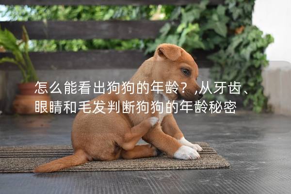 怎么能看出狗狗的年龄？,从牙齿、眼睛和毛发判断狗狗的年龄秘密