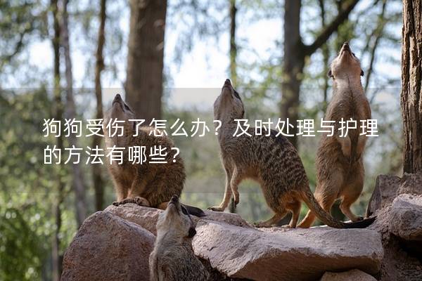 狗狗受伤了怎么办？及时处理与护理的方法有哪些？