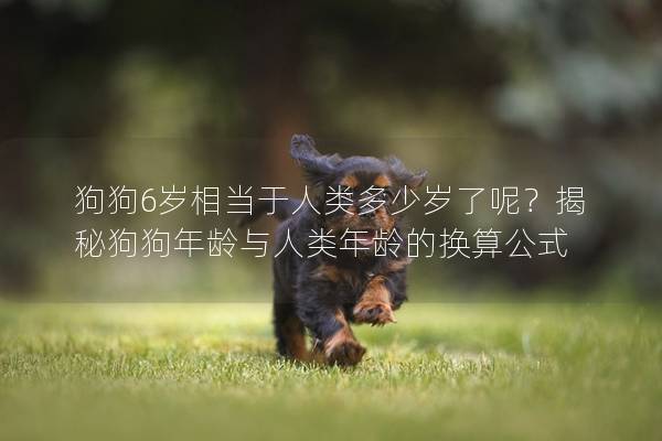 狗狗6岁相当于人类多少岁了呢？揭秘狗狗年龄与人类年龄的换算公式