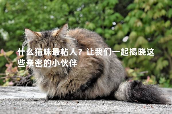 什么猫咪最粘人？让我们一起揭晓这些亲密的小伙伴