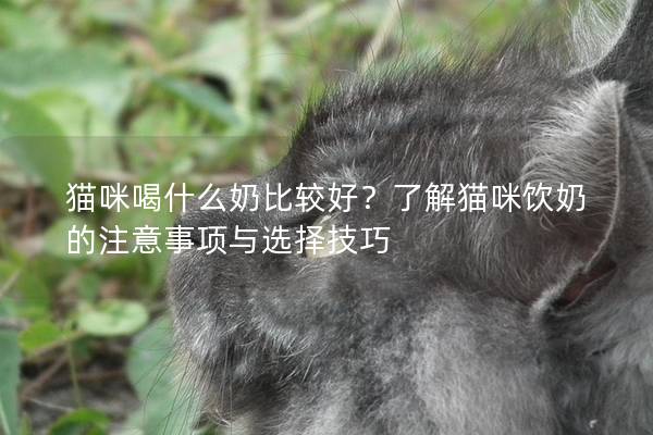 猫咪喝什么奶比较好？了解猫咪饮奶的注意事项与选择技巧