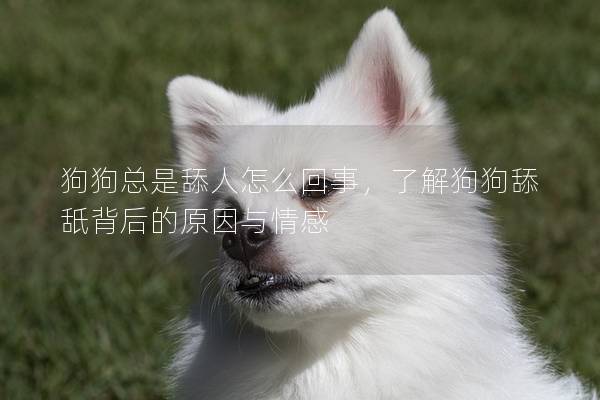 狗狗总是舔人怎么回事，了解狗狗舔舐背后的原因与情感