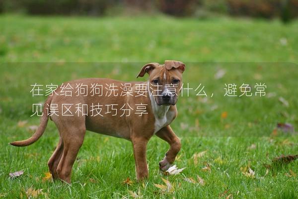 在家给狗狗洗澡要注意什么，避免常见误区和技巧分享