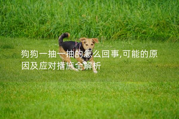 狗狗一抽一抽的怎么回事,可能的原因及应对措施全解析