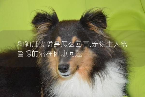 狗狗肚皮烫是怎么回事,宠物主人需警惕的潜在健康问题