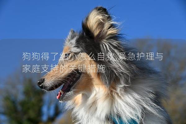 狗狗得了细小怎么自救,紧急护理与家庭支持的关键措施
