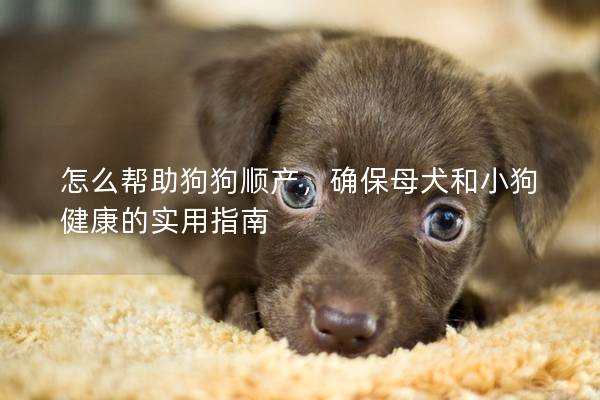 怎么帮助狗狗顺产，确保母犬和小狗健康的实用指南