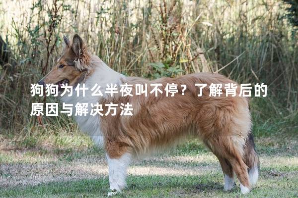 狗狗为什么半夜叫不停？了解背后的原因与解决方法