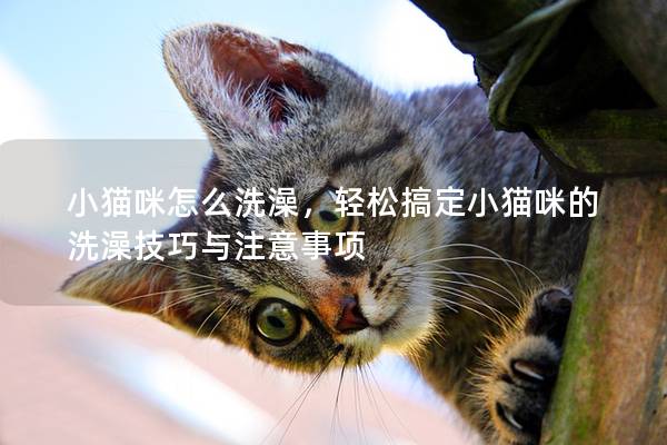 小猫咪怎么洗澡，轻松搞定小猫咪的洗澡技巧与注意事项
