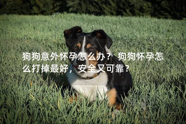 狗狗意外怀孕怎么办？ 狗狗怀孕怎么打掉最好，安全又可靠？