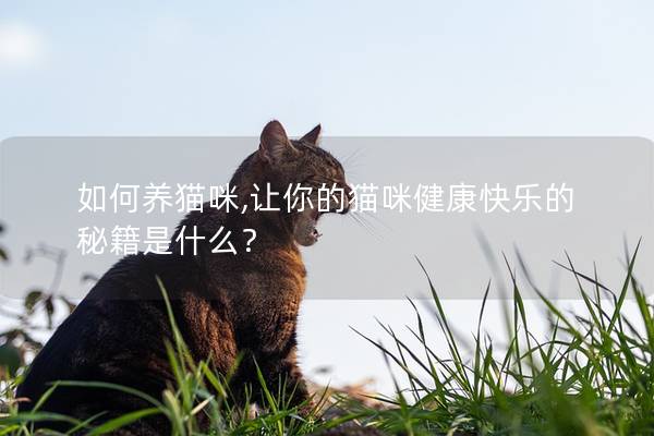 如何养猫咪,让你的猫咪健康快乐的秘籍是什么？
