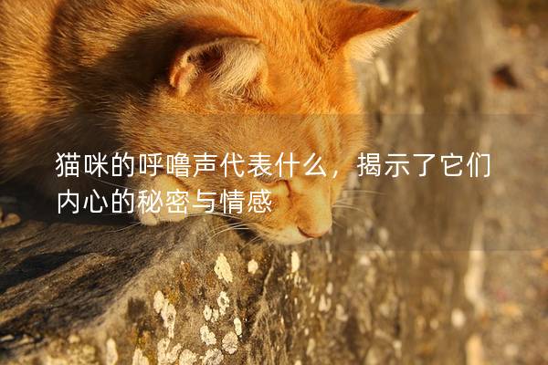 猫咪的呼噜声代表什么，揭示了它们内心的秘密与情感