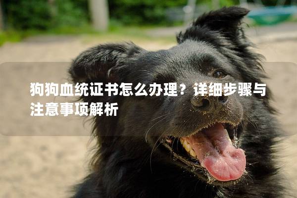 狗狗血统证书怎么办理？详细步骤与注意事项解析